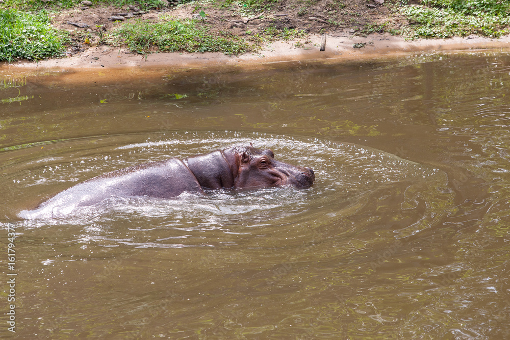 Obraz premium The large Hippopotamus amphibius Swimming in the river happily.