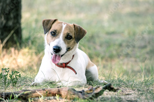 Fototapeta Naklejka Na Ścianę i Meble -  Jack Russell Terrier dog lying with a wooden stick on the grass in a summer park. A dog looking at the camera