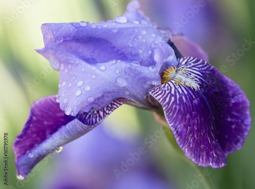 Fototapeta Naklejka Na Ścianę i Meble -  Iris flower with water drops