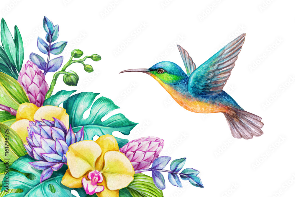 watercolor illustration, exotic nature, flying humming bird, tropical orchid flowers, green jungle leaves, isolated on white background