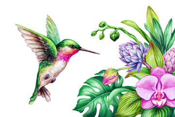 watercolor illustration, exotic nature, flying humming bird, tropical orchid flower, green leaves, isolated on white background