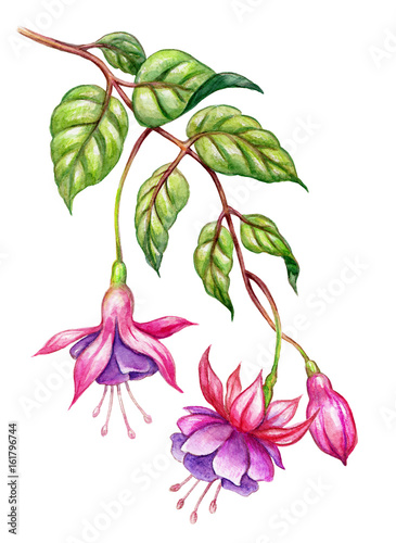 Fototapeta watercolor floral botanical illustration, green leaves, wild garden pink fuchsia