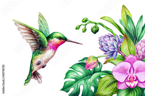 watercolor illustration, exotic nature, flying humming bird, tropical orchid flower, green leaves, isolated on white background