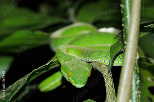 Snakes © boonta