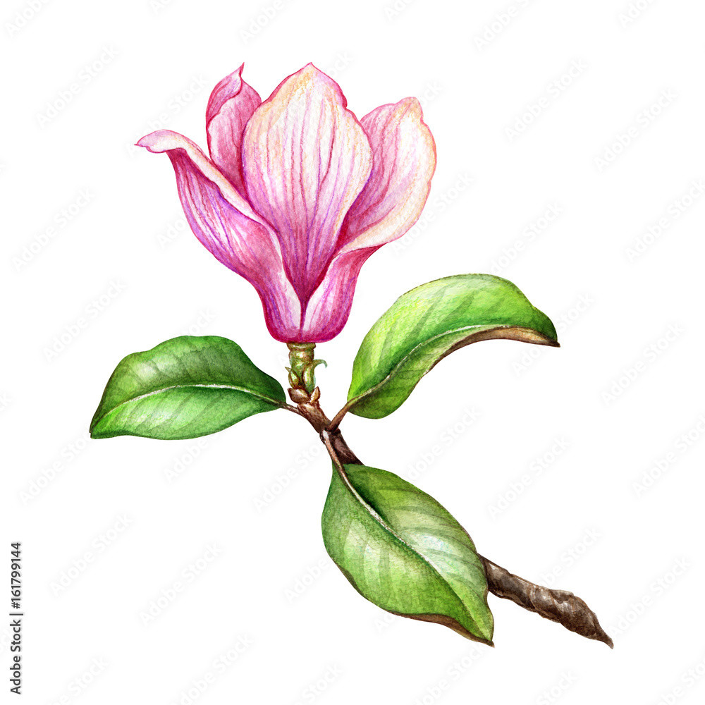 Naklejka premium watercolor illustration, pink magnolia flower, floral design element, botanical clip art, isolated on white background