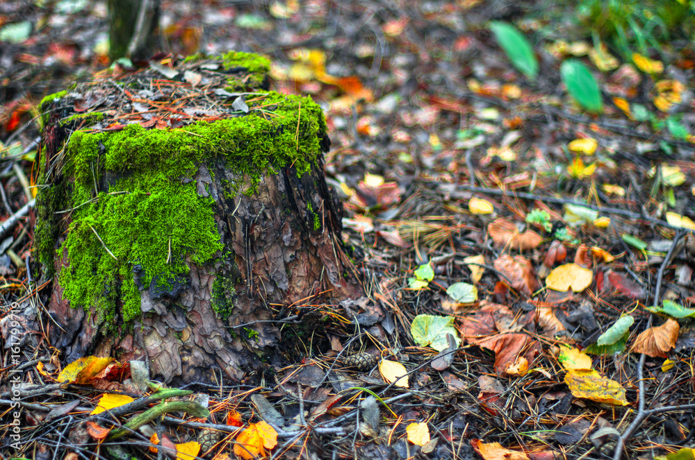 Obraz premium A wooden stump covered with green moss in an autumn forest