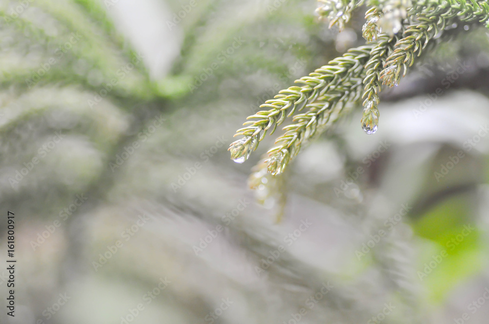Naklejka premium dew drop on pine leaf