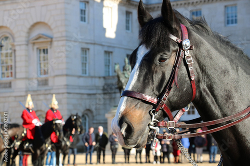 Pferd der Londoner Garde © memory87
