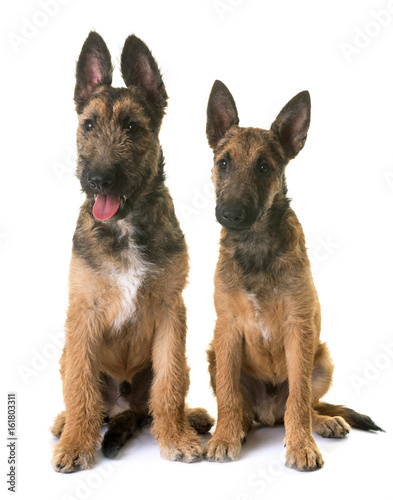 puppies belgian shepherd laekenois