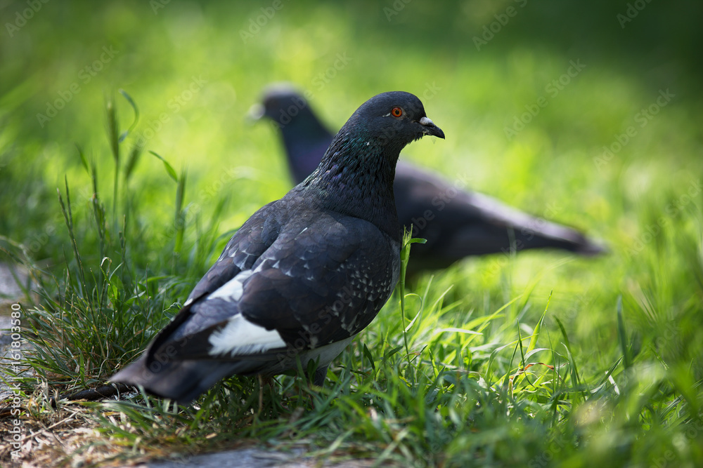 Dove. Dove.