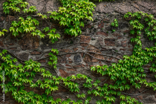 The old stone wall and green ivy