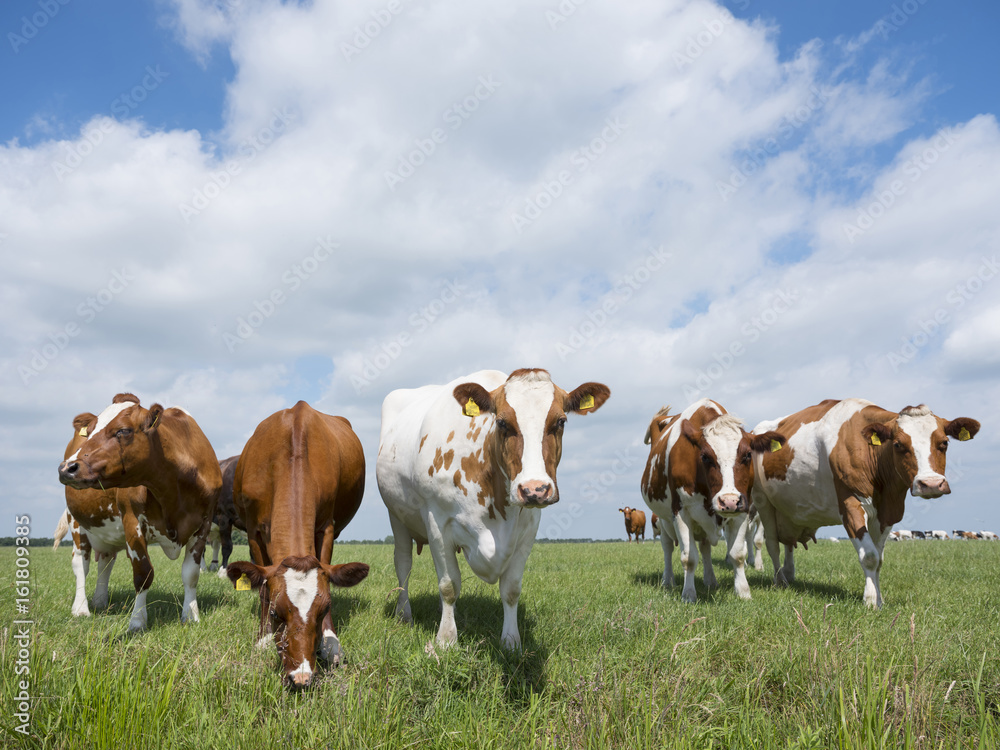 red and white cows in green grassy dutch meadow under blue sky with white clouds