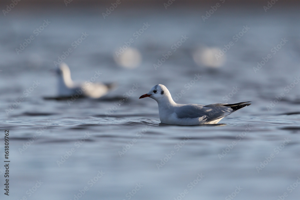 black-headed gulls (Larus ridibundus) swimming on the water surface black-headed gulls (Larus ridibundus) swimming on the water surface