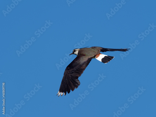 Lapwing in flight - Vanellus vanellus