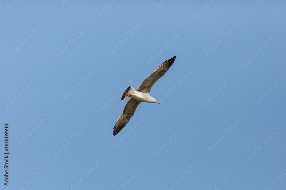 young yellow-legged gull (Larus michahellis) in flight blue sky