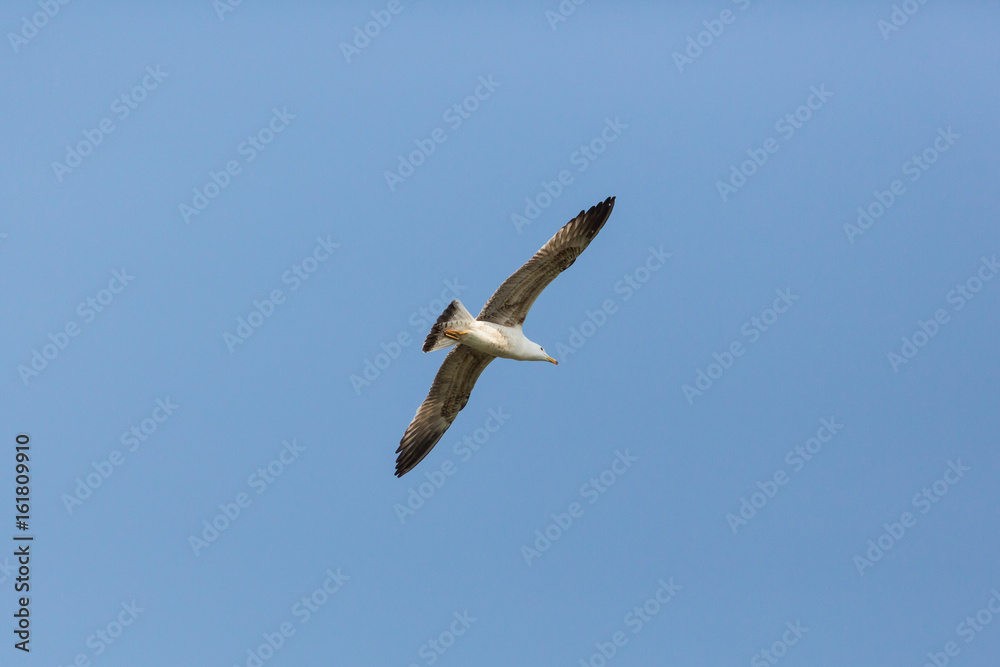 young yellow-legged gull (Larus michahellis) in flight blue sky young yellow-legged gull (Larus michahellis) in flight blue sky