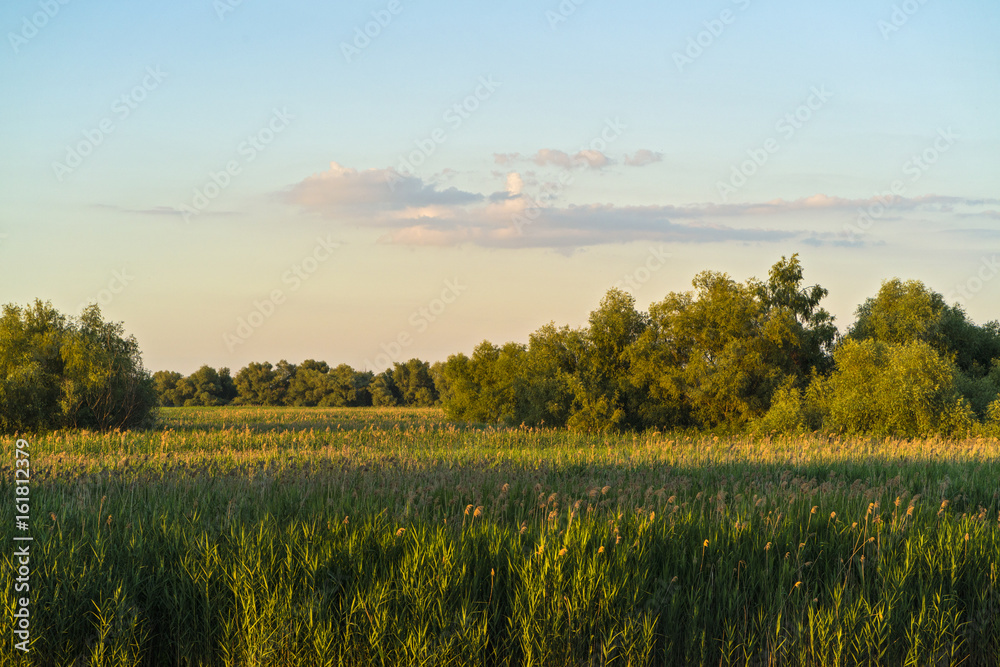 Stretch of reed field in the Danube Delta