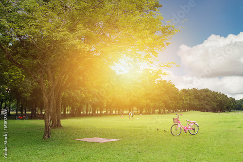 Photography clean green park grass and tree with blue sky in the morning with bike