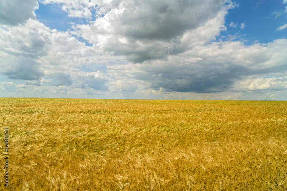 Beautiful golden wheat field on a hill