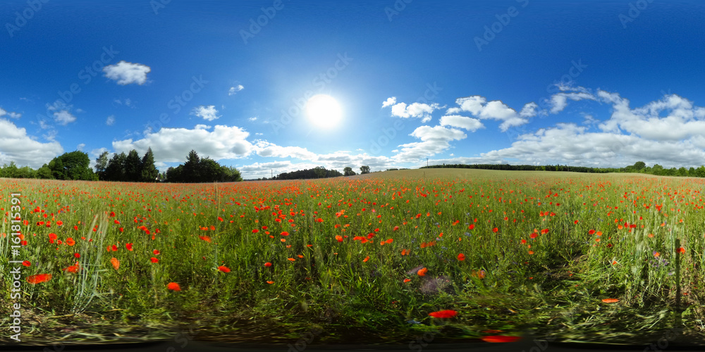 360 degrees spherical panorama of a green meadow with red poppies under sunnie blue sky
