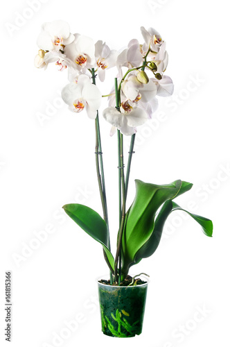 Obraz na płótnie White orchid in pot with many flowers