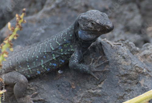 Salamander auf Teneriffa bei Playa de Bollullo