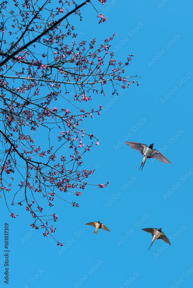 Fototapeta premium Spring flowering branches with flying barn swallows