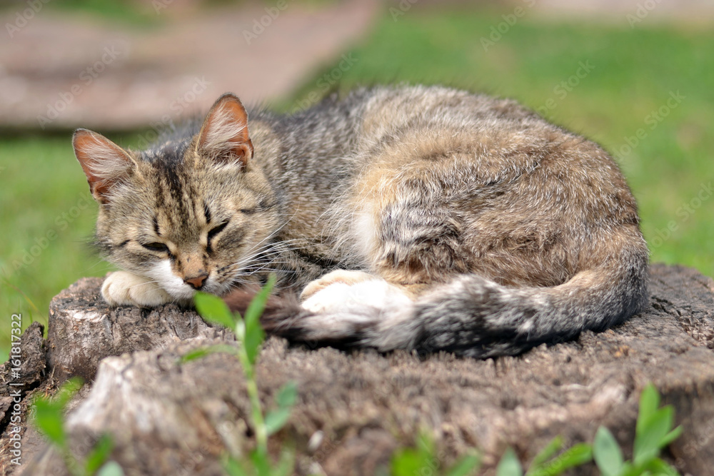 The cat is sleeping on a stump.