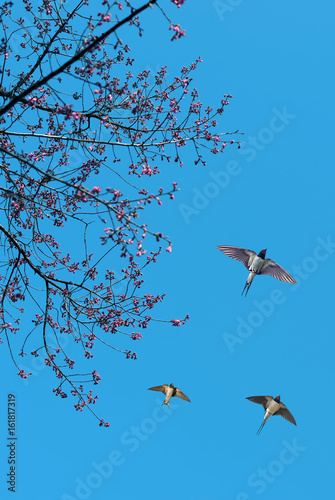 Spring flowering branches with flying barn swallows