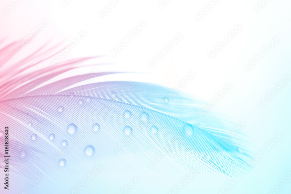 Fototapeta Tło delikatna powiewna tekstura lekki piórko z wodą opuszcza makro-. Zabarwiony na niebiesko różowy i fioletowy pastelowy kolor. Elegancki romantyczny artystyczny obraz.
