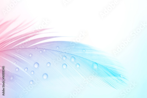 Background gentle airy texture of light feather with water drops macro. Tinted blue pink and purple pastel colour. Elegant romantic artistic image.