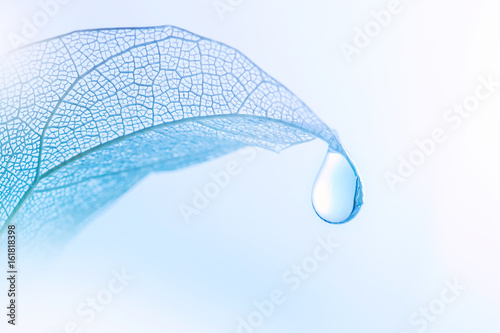 Beautiful drop of pure water on a transparent leaf on a light blue background close-up macro. The concept for ecology and environmental protection.
