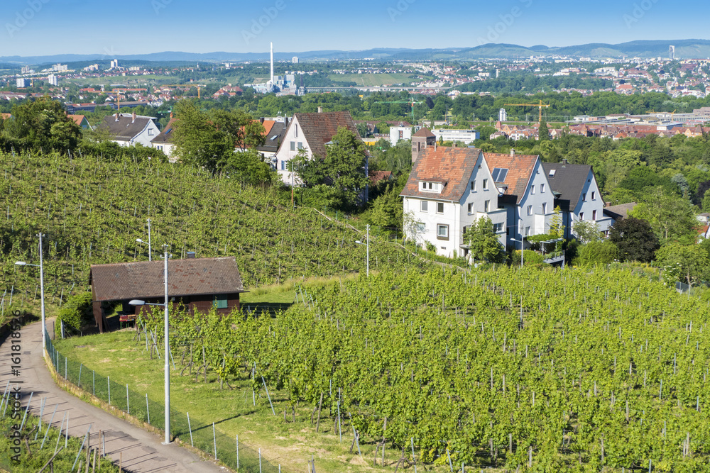 vineyard Stuttgart city