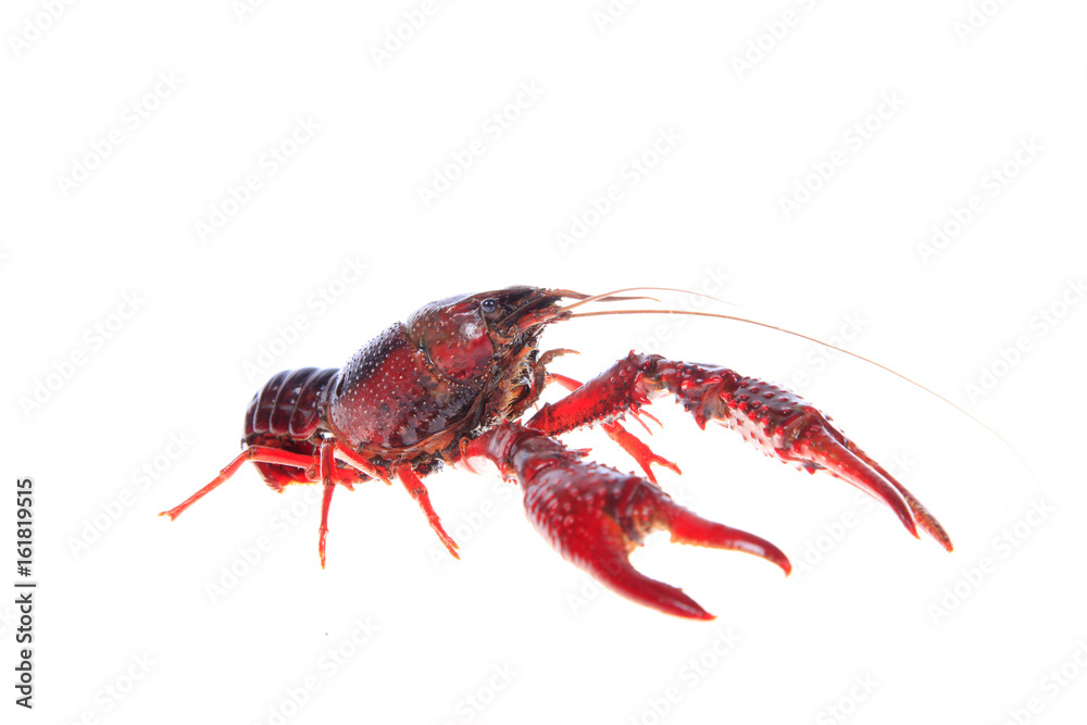 Crawfish, white background, close-up Crawfish, white background, close-up