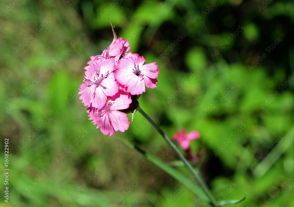 Fototapeta premium Rote Lichtnelke