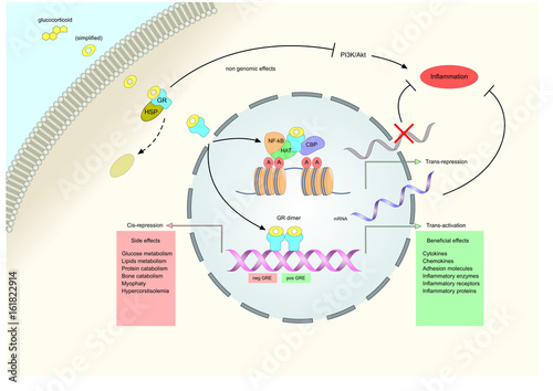 Main mechanisms of action of glucocorticoids 