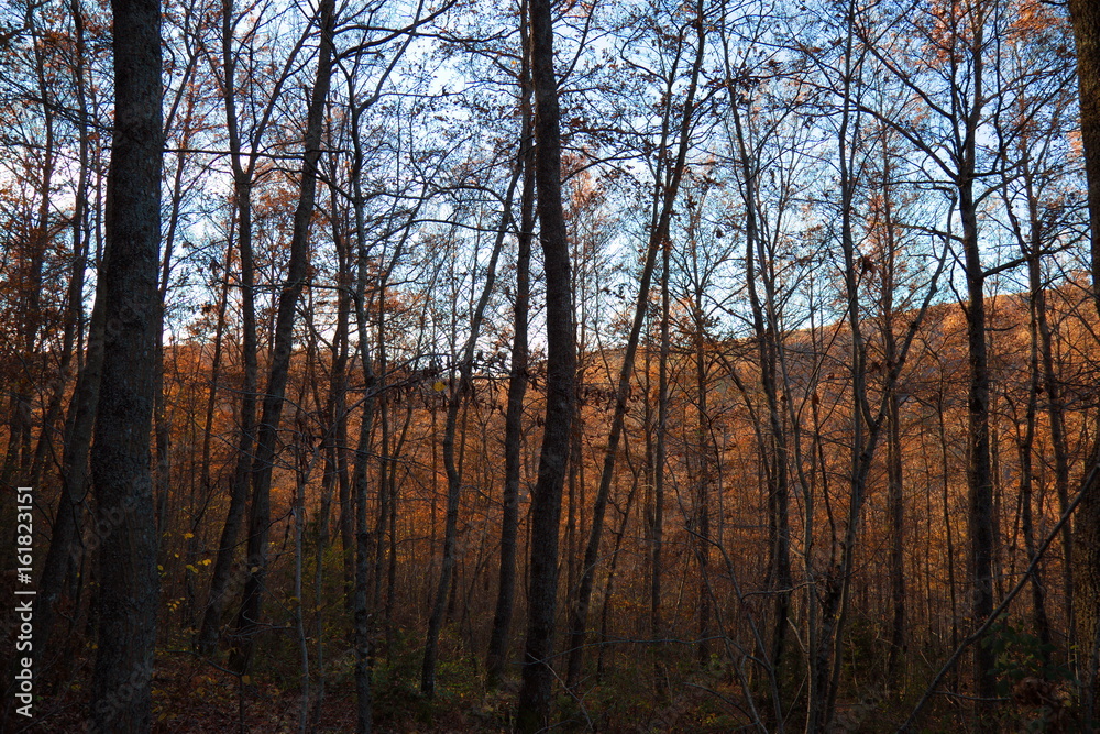 An autumnal view of many trees with countless orange leaves and skeletal trunks An autumnal view of many trees with countless orange leaves and skeletal trunks