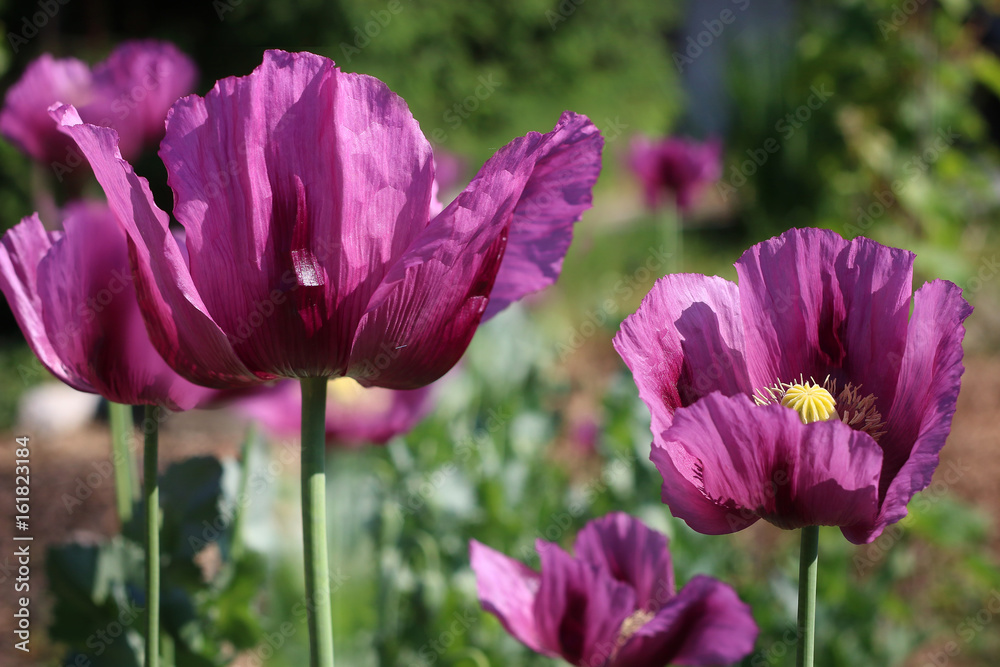 Obraz premium Blooms poppy