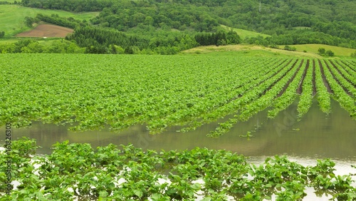 大雨で水に浸かったジャガイモ畑