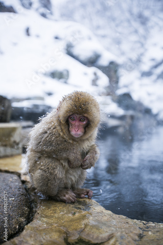 Japanese macaque sitting on stone by snowy pool