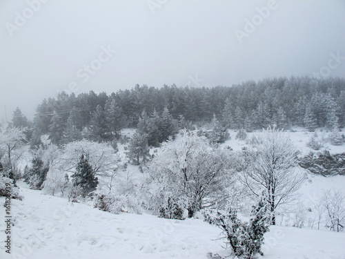 Snow-covered forest