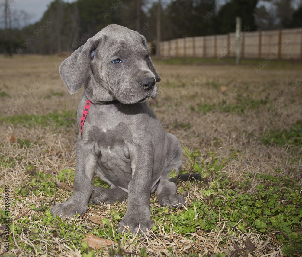 Great Dane puppy out late