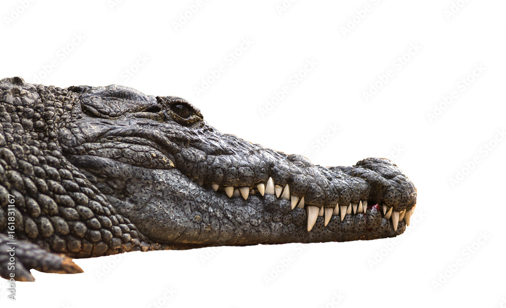 Naklejka premium Nile crocodile Crocodylus niloticus, close-up detail of teeth with blood of the Nile crocodile open eye, Sharpened teeth of dangerous predator, isolated white background