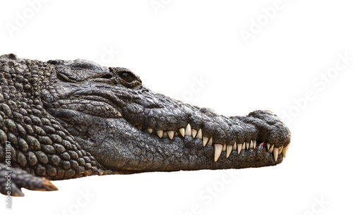 Nile crocodile Crocodylus niloticus, close-up detail of teeth with blood of the Nile crocodile open eye, Sharpened teeth of dangerous predator, isolated white background