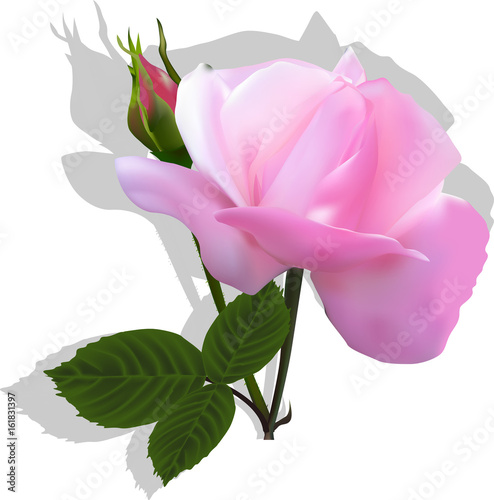 pink rose wit grey shadow on white