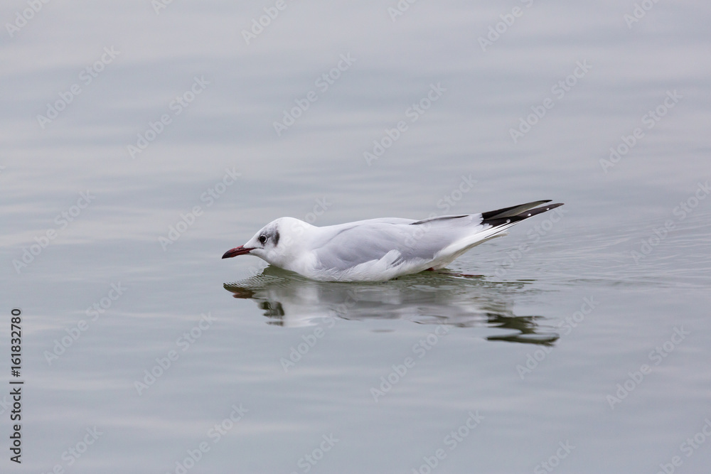 one natural common black-headed gull (Larus ridibundus) swimming one natural common black-headed gull (Larus ridibundus) swimming