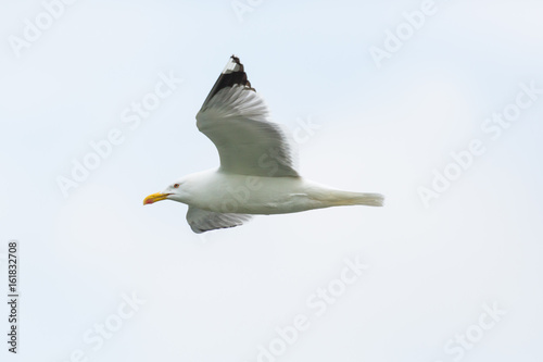 isolated yellow-legged gull (Larus michahellis) in flight