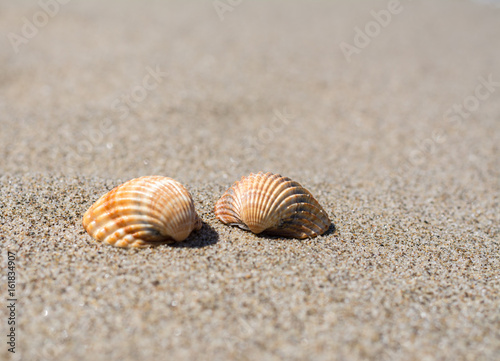 Muschel im sand am Strand am meer