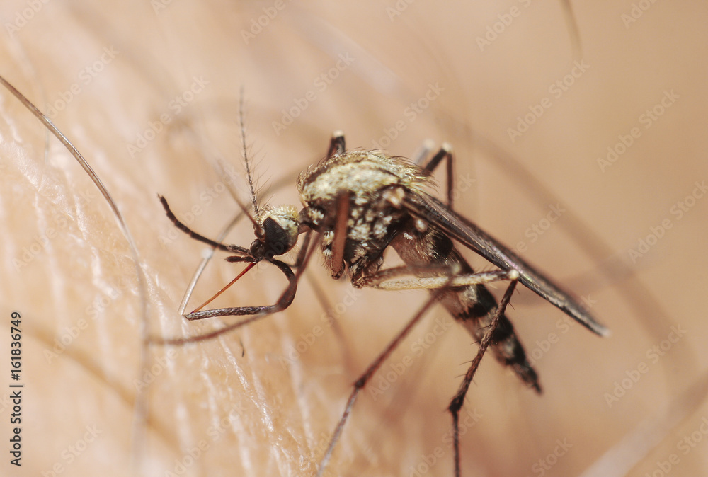 Fototapeta premium Mosquito is drinking blood