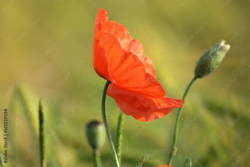 Beautiful poppy on a field with a colorful background Beautiful poppy on a field with a colorful background